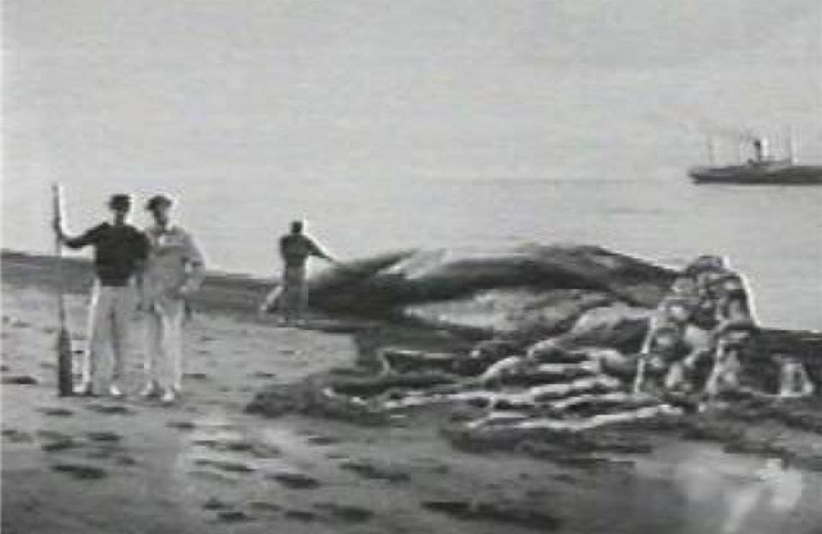 Что было внутри фургона кракен на арбате. Самый большой пойманный кальмар в мире. Гигантский кальмар Архитеутис. Гигантский кальмар Кракен самый большой в мире.