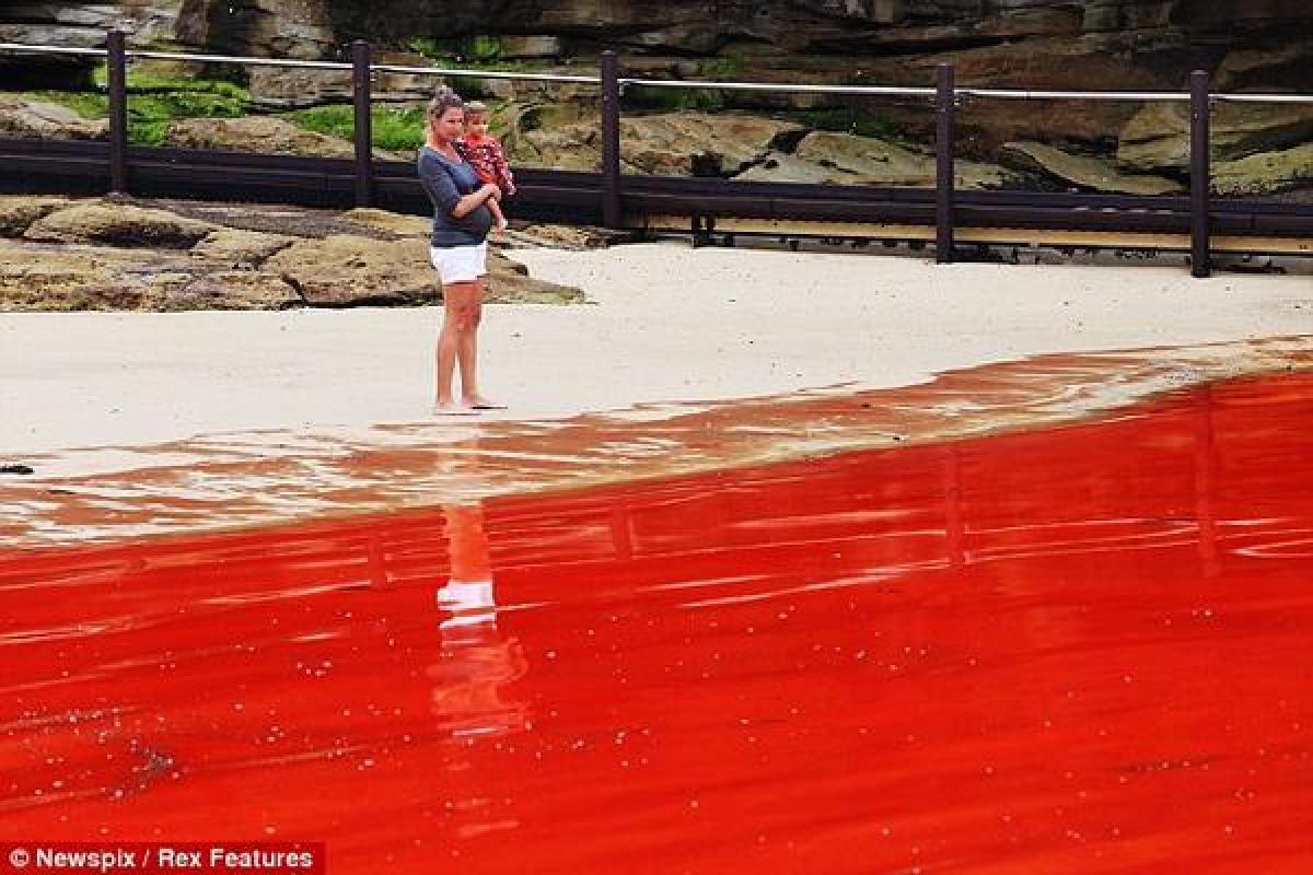 В воду идет красным. Красный прилив Флорида. Красный прилив. Красный пролив. Красная вода.