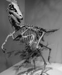 Троодон, восстановленный скелет