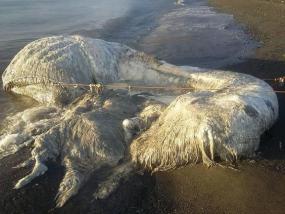На филиппинский пляж море выбросило загадочного мохнатого гиганта