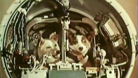 19 августа 1960 года Белка и Стрелка превратились из дворняжек в космос-леди