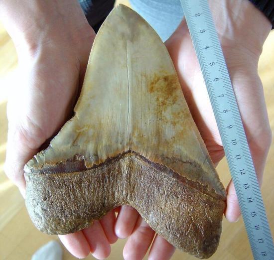 Зуб доисторического животного