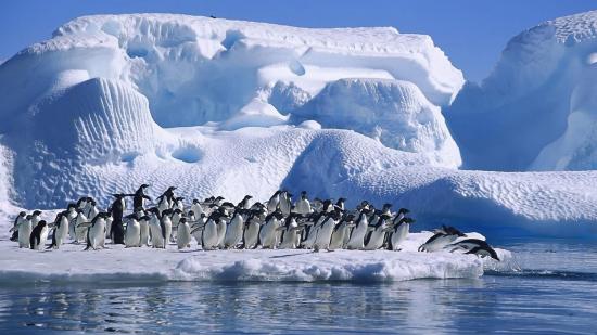 Антарктида. Фото: открытые источники