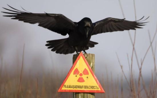 Черная птица Чернобыля.