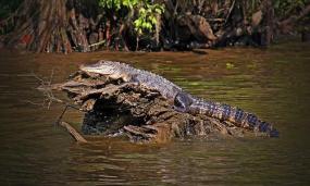 Крокодилы в болотах Белоруссии