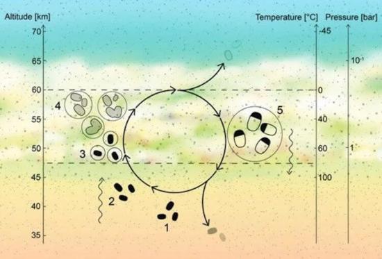 Предлагаемый жизненный цикл микробов, выживших в кислотных облаках Венеры, показан на этой иллюстрации.