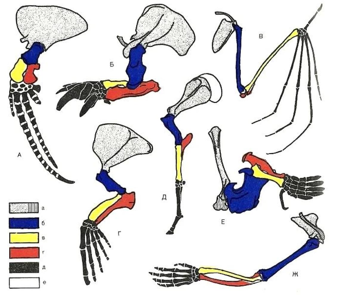 Скелет пояса передних конечностей млекопитающих. Конечности млекопитающих. Строение передней конечности. Эволюция конечностей. Эволюция конечностей у млекопитающих.
