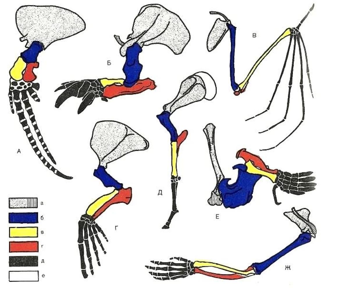 Скелет конечностей развитие. Конечности млекопитающих. Строение передней конечности. Эволюция конечностей. Эволюция конечностей у млекопитающих.