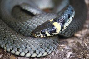 Удивительные факты о змеях