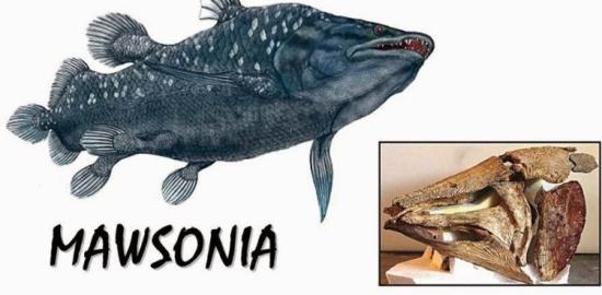 Моусония - крупная рыба из рода латимерий (целакантов), которые жили в меловой период.