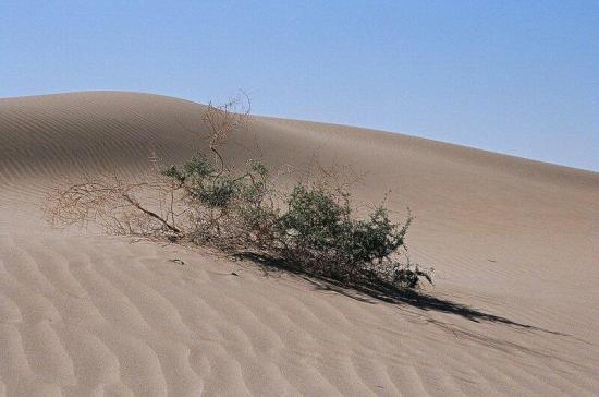 Растительности в пустыне Такла-Макан почти нет.