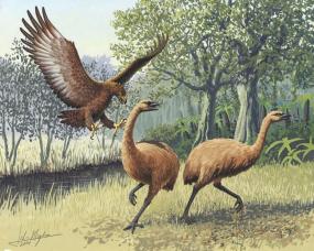 Огромные птицы из Новой Зеландии