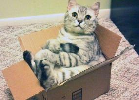 Почему кошкам так сильно нравятся коробки?