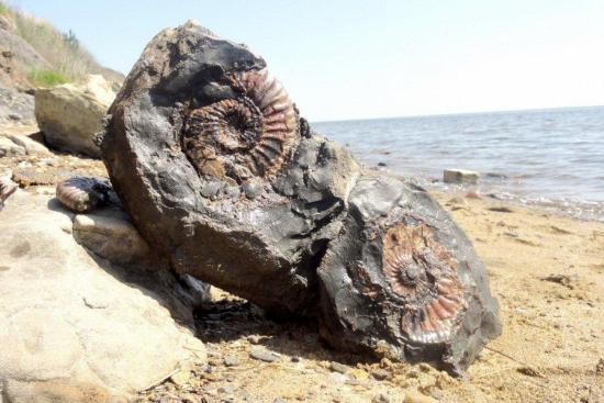 Древние гигантские моллюски.