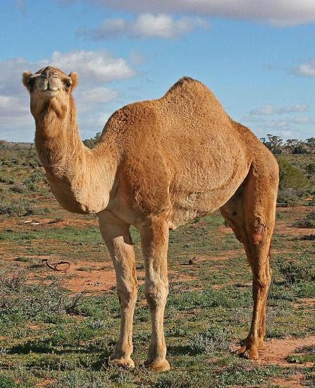 Одичавший верблюд в Австралии.