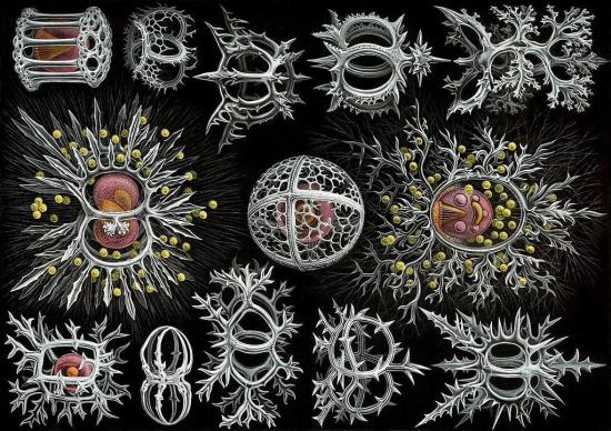 Радиолярии, одноклеточный планктон, очень мелкий, но с отлично сохраняющимся скелетом.