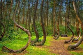 Паранормальный лес в Румынии