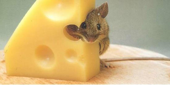 Мышь с сыром.