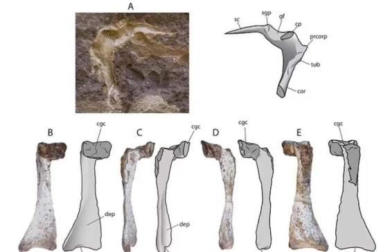 Некоторые кости сохранились настолько хорошj, что ученые смогли проследить процесс их формирования.