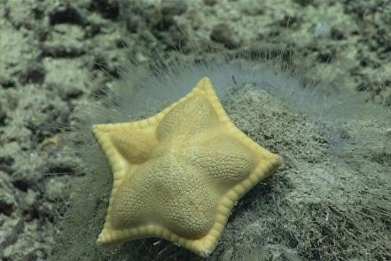 Морская звезда Plinthaster dentatus по внешнему виду напоминает равиоли.