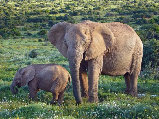 Слониха африканского слона со слонёнком.
