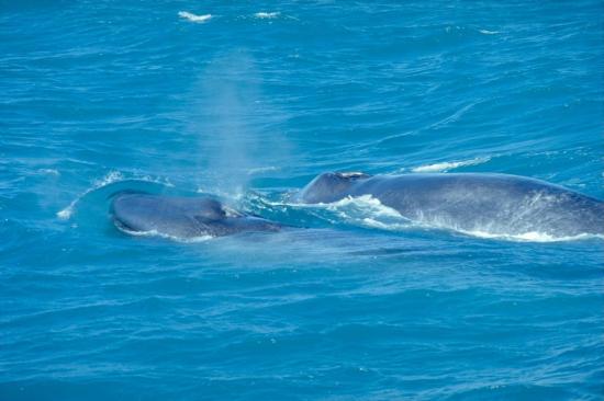Самка синего кита с детёнышем у побережья Исландии.