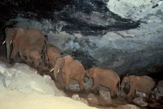 Слоны в пещере Элгон