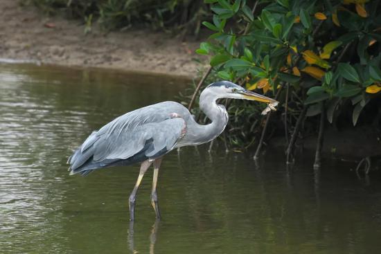 Большая голубая цапля (Ardea herodias).