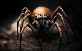 Монстры нашего времени: Гигантские пауки, кролики-оборотни и другие чудовища