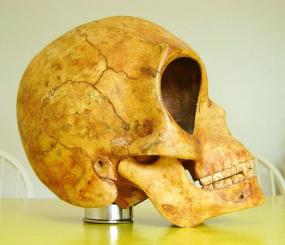 Загадка Силендского черепа: пришелец, мутант или неизвестный вид?