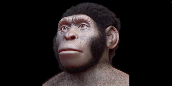 Реконструкция внешнего вида черепа Homo naledi