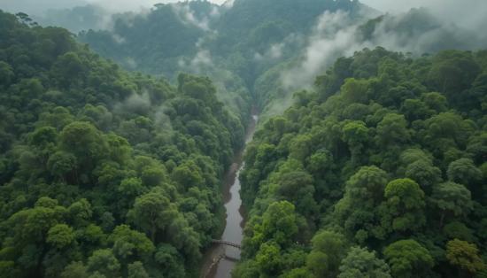 Непроходимые джунгли бассейна Конго