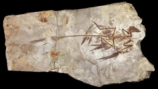 Microraptor.