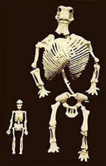 Сравнительные размеры скелетов челове...
