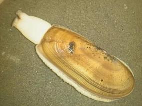 Моллюск-рекордсмен по закапыванию