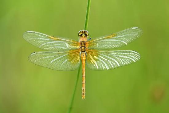 Стрекоза Sympetrum flaveolum (Libellulidae).