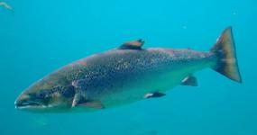Как лососям удается плавать в водоворотах