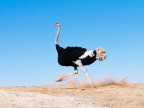 Зачем страусы прячут голову в песок и другие мифы о животных