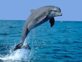 Загадки языка дельфинов