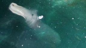У берегов города Парга появилось странное морское животное