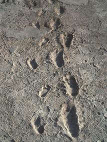 Человек оставил следы в вулканическом пепле 3,75 млн лет назад