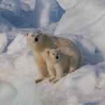 Самка белого медведя с медвежонком на Шпицбергене
