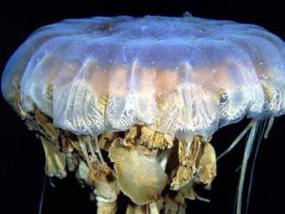 Ученые в шоке: медузы напали на ферму по производству лосося и уничтожили ее