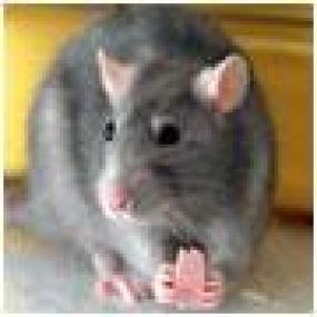 Гигантская крыса в Уругвае