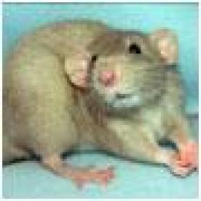 В Австралии обнаружены растения, которые питаются крысами