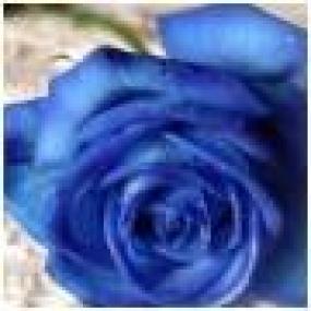 В Японии вырастили голубую розу