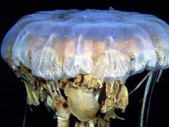 Антарктическая медуза.