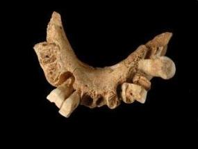 В Испании найдена челюсть самого древнего европейца