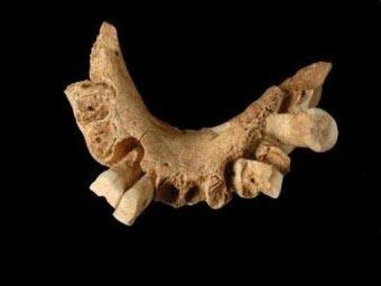 Найденная челюсть Homo antecessor. Фо...