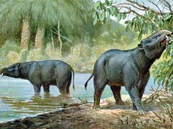 Moeritherium. Иллюстрация Heinrich Ha...